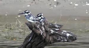 13895231_1254370787909365_3558783437833268745_n