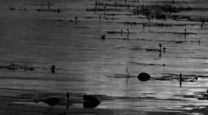 13938396_1254370977909346_5168014325143763632_n