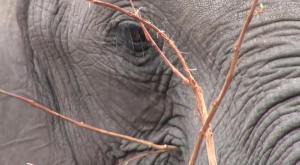 13938459_1254370941242683_5598431256481524237_n